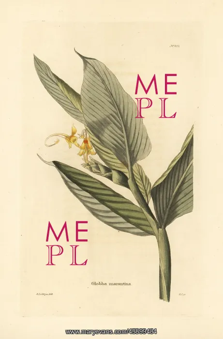 : Globba marantina : Globba marantina