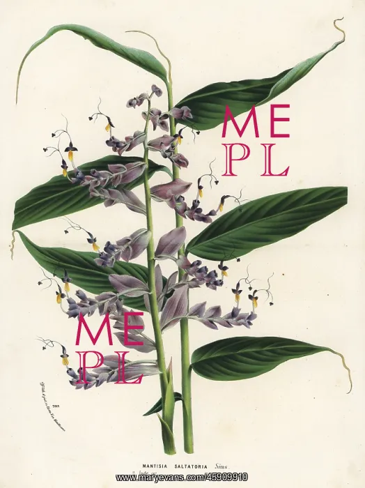 : Globba radicalis : Globba radicalis