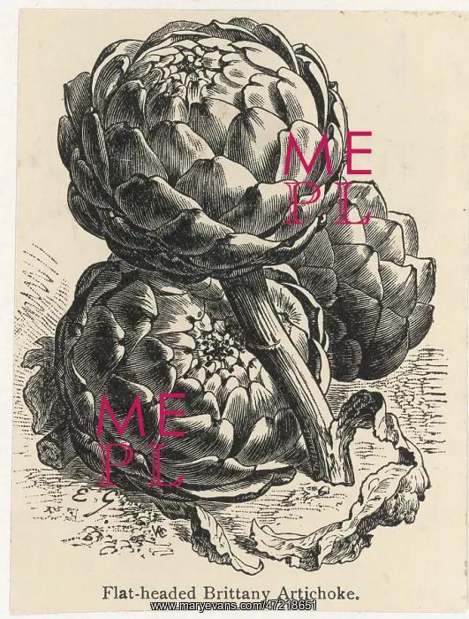  : GLOBE ARTICHOKE