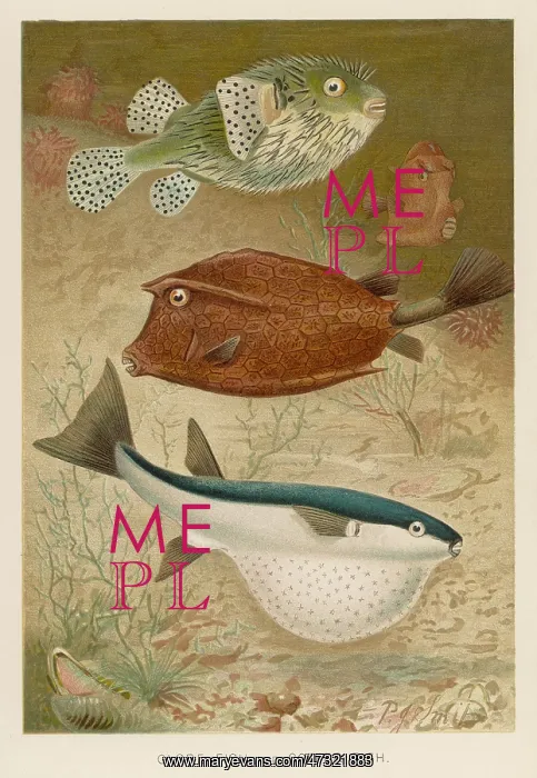  : GLOBE AND COFFER FISH