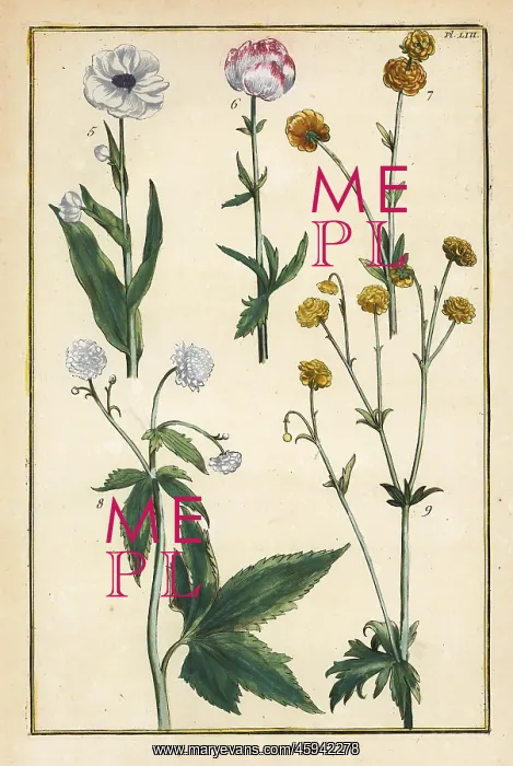 : Globe flower and buttercups : Globe flower and buttercups