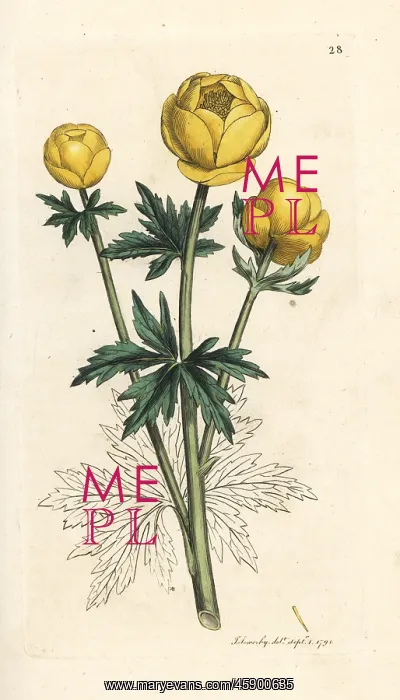 : Globe flower, Trollius europaeus : Globe flower, Trollius europaeus