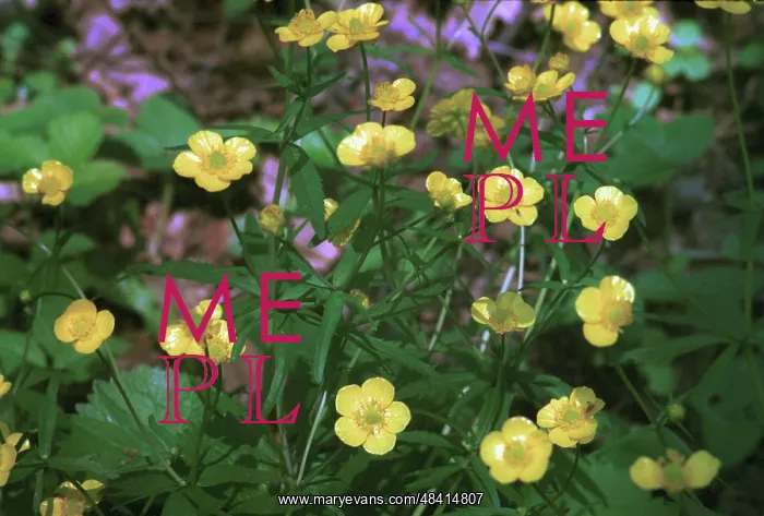 : Globe flowers in spring, 1997 : Globe flowers in spring, 1997
