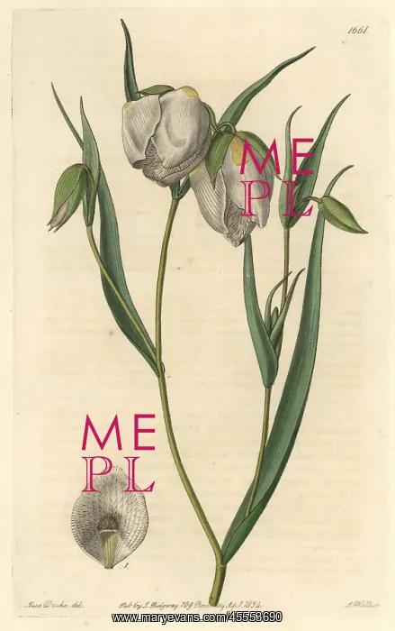 : Globe lily, Calochortus albus : Globe lily, Calochortus albus