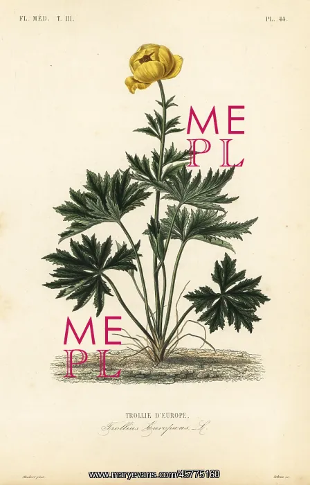 : Globeflower, Trollius europaeus : Globeflower, Trollius europaeus