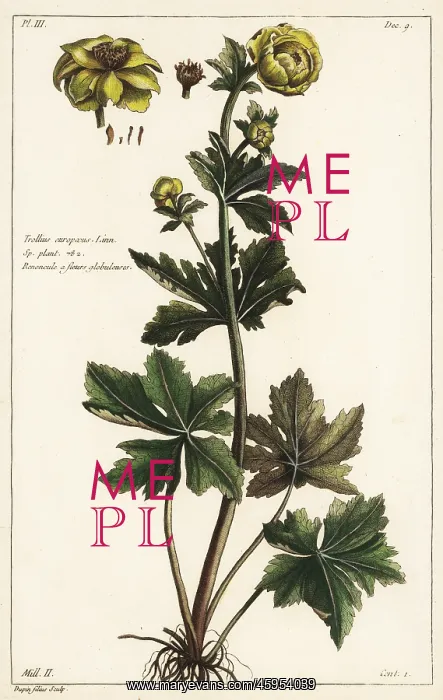 : Globeflower, Trollius europaeus : Globeflower, Trollius europaeus