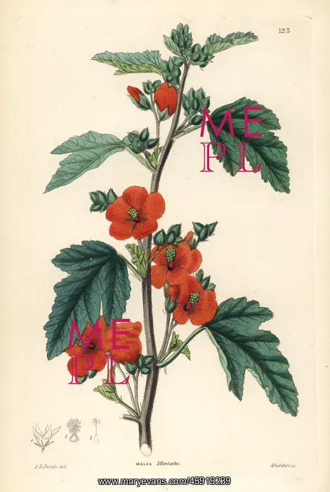 : Globemallow, Sphaeralcea miniata : Globemallow, Sphaeralcea miniata