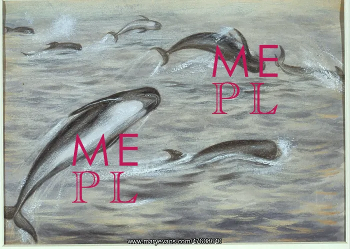 : Globicephala melas, long-finned pilot whale : Globicephala melas, long-finned pilot whale