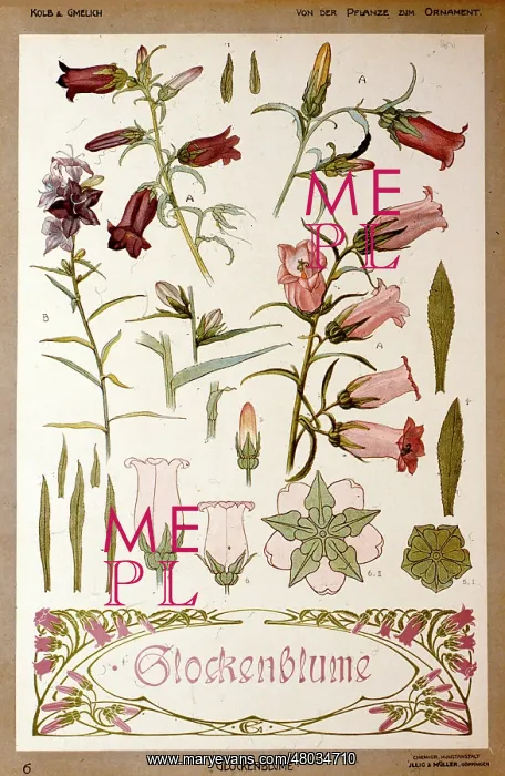 : Glockenblume (Bellflowers) by Kolb and Gmelich : Glockenblume (Bellflowers) by Kolb and Gmelich