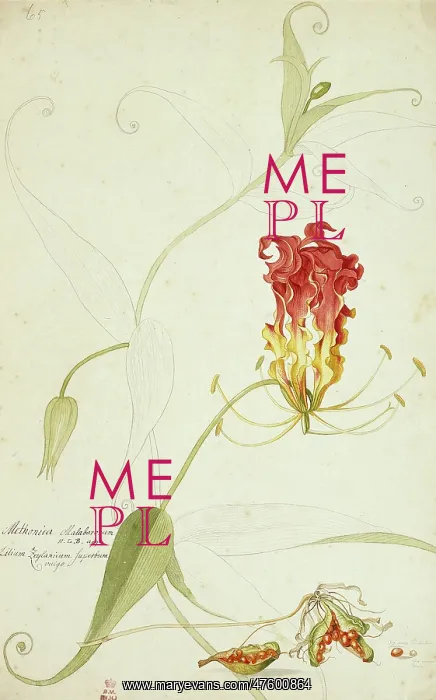 : Gloriosa superba, gloriosa lily : Gloriosa superba, gloriosa lily