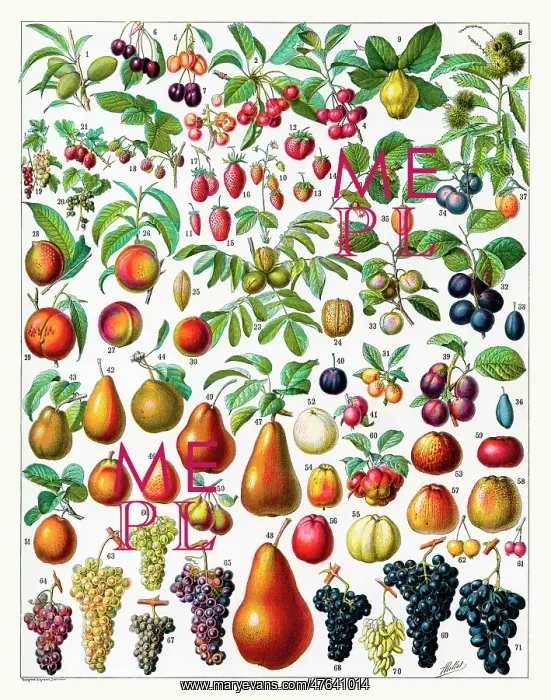  : Fruit. Glorious variety of fruit including cherries, peaches, pears, grapes and apples