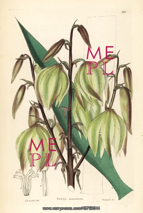 : Glorious yucca, Yucca gloriosa : Glorious yucca, Yucca gloriosa