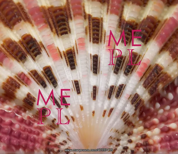 : Gloripallium pallium, glory scallop : Gloripallium pallium, glory scallop