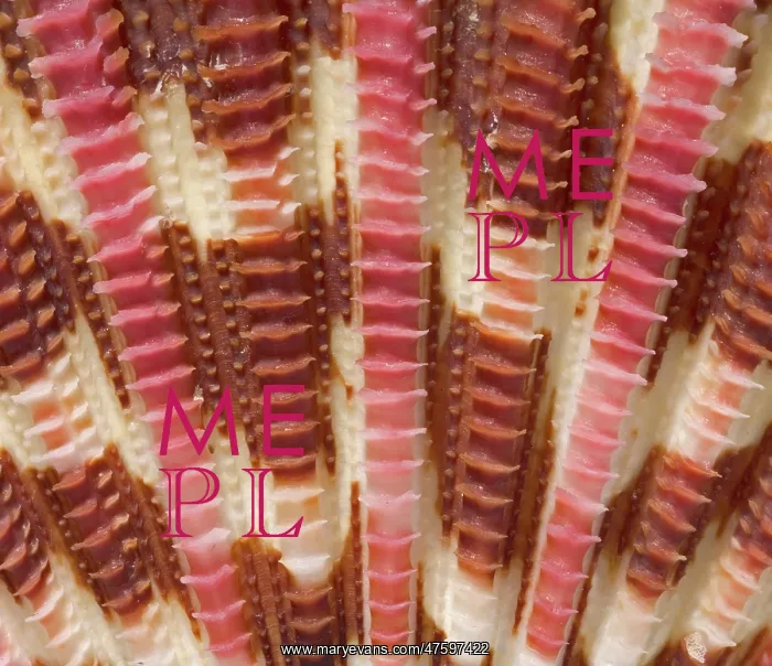 : Gloripallium pallium, glory scallop : Gloripallium pallium, glory scallop