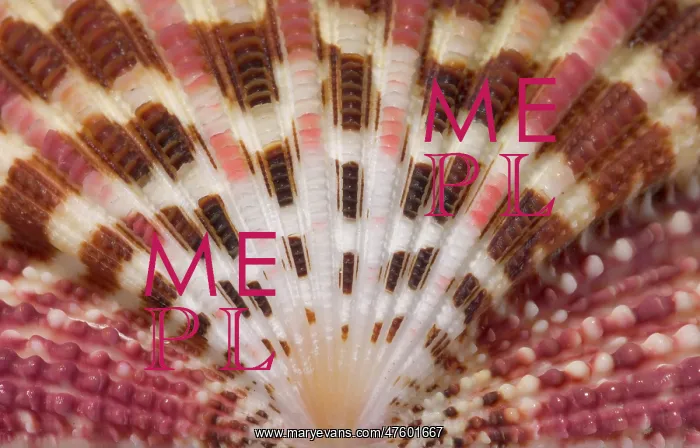 : Gloripallium pallium, glory scallop : Gloripallium pallium, glory scallop