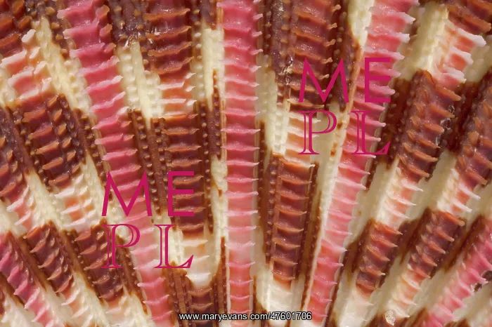 : Gloripallium pallium, glory scallop : Gloripallium pallium, glory scallop