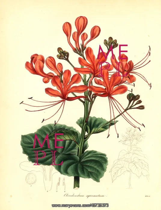 : Glory bower, Clerodendrum japonicum : Glory bower, Clerodendrum japonicum