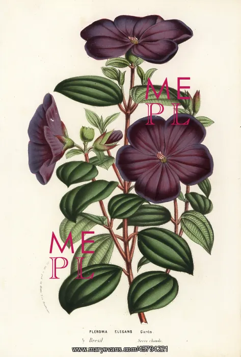 : Glory bush, Tibouchina elegans : Glory bush, Tibouchina elegans