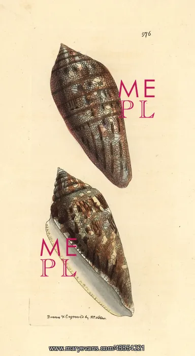 : Glory of the Seas cone, Conus gloriamaris : Glory of the Seas cone, Conus gloriamaris