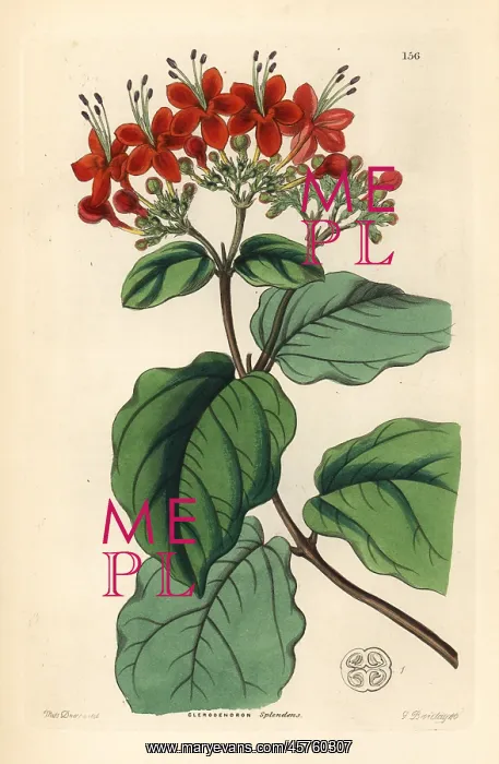 : Glory tree, Clerodendrum splendens : Glory tree, Clerodendrum splendens