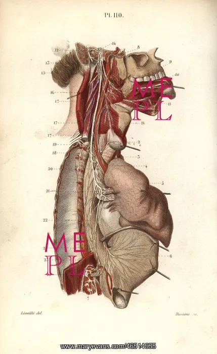 : Glossopharyngeal nerve : Glossopharyngeal nerve