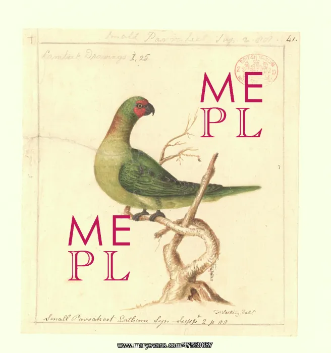 : Glossopsitta pusilla, little lorikeet : Glossopsitta pusilla, little lorikeet