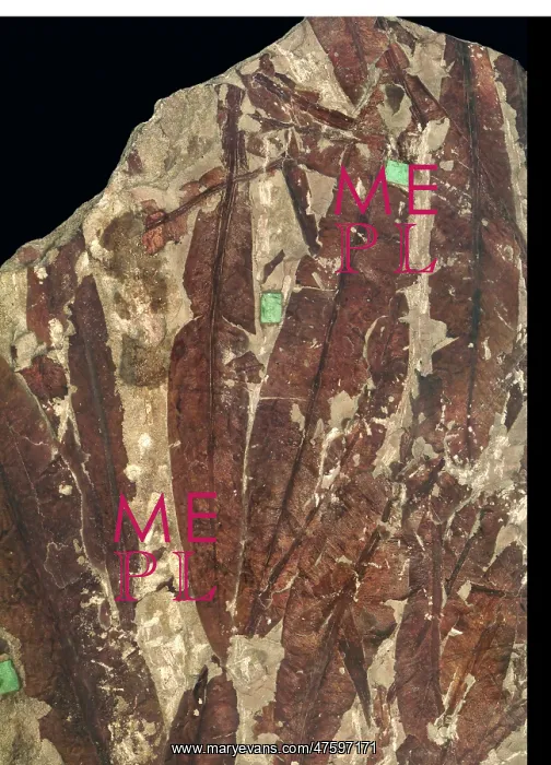 : Glossopteris browniana : Glossopteris browniana