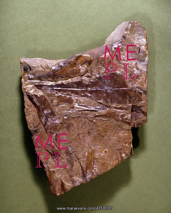 : Glossopteris, fossil plant : Glossopteris, fossil plant