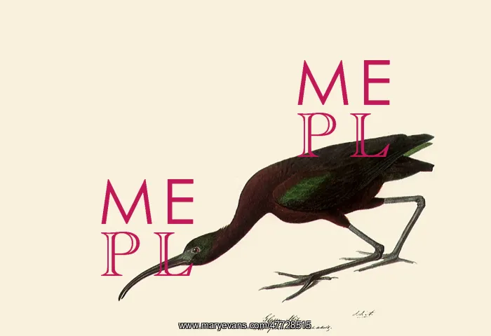  : Glossy Ibis