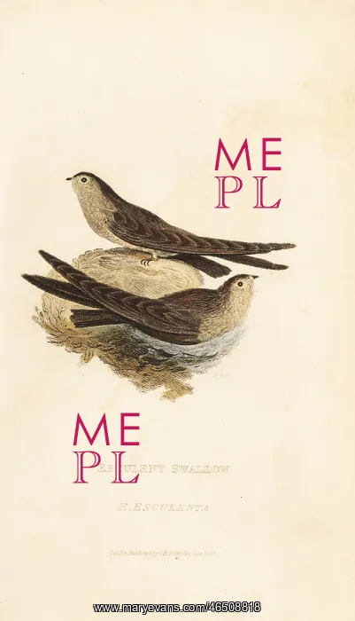 : Glossy swiftlet, Collocalia esculenta : Glossy swiftlet, Collocalia esculenta