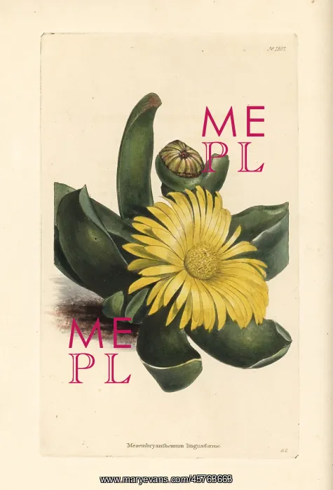: Glottiphyllum linguiforme : Glottiphyllum linguiforme