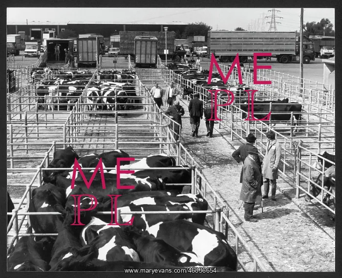 : GLOUCESTER CATTLE SALE : GLOUCESTER CATTLE SALE