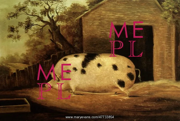 : Gloucester Old Spot Pig : Gloucester Old Spot Pig