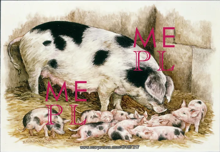 : Gloucester Old Spot Pig Family : Gloucester Old Spot Pig Family