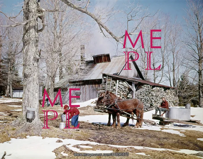  : Glover Vermont Horse Drawn Sleigh