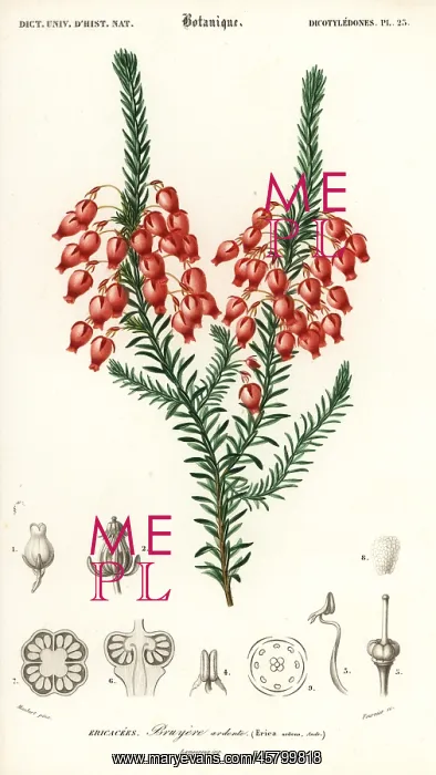 : Glowing heath, Erica ardens : Glowing heath, Erica ardens