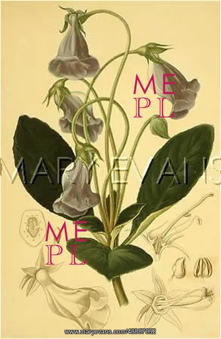  : GLOXINIA CAULESCENS