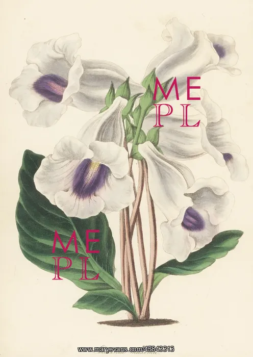 : Gloxinia hybrd : Gloxinia hybrd