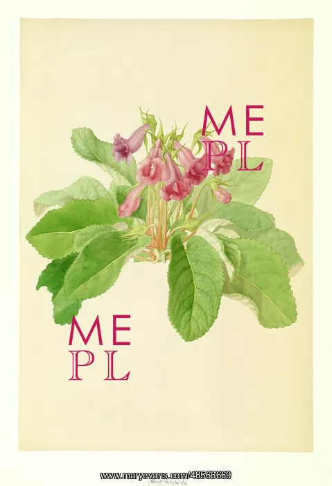 : Gloxinia perennis : Gloxinia perennis