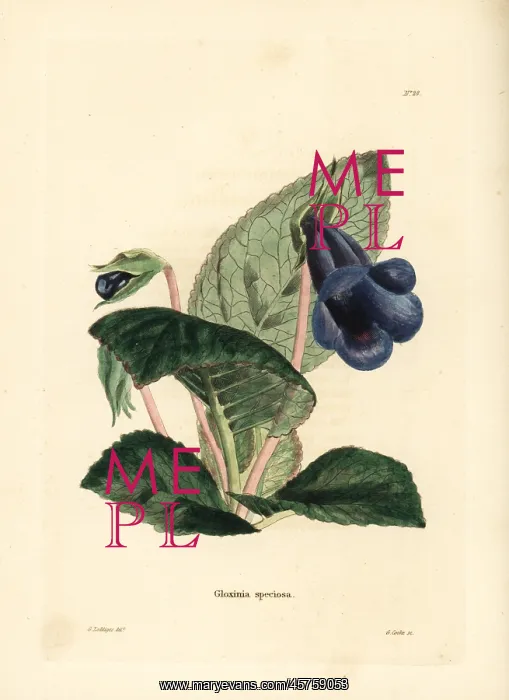 : Gloxinia, Sinningia speciosa : Gloxinia, Sinningia speciosa