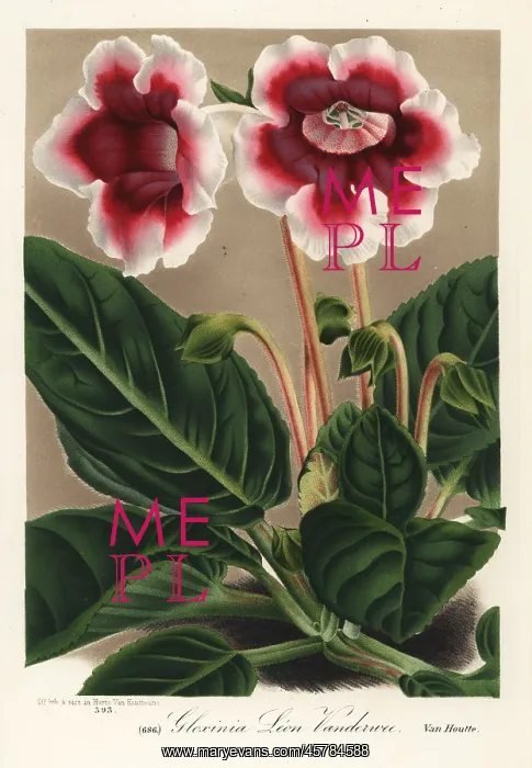 : Gloxinia variety, Leon Vandervee, Sinningia speciosa : Gloxinia variety, Leon Vandervee, Sinningia speciosa