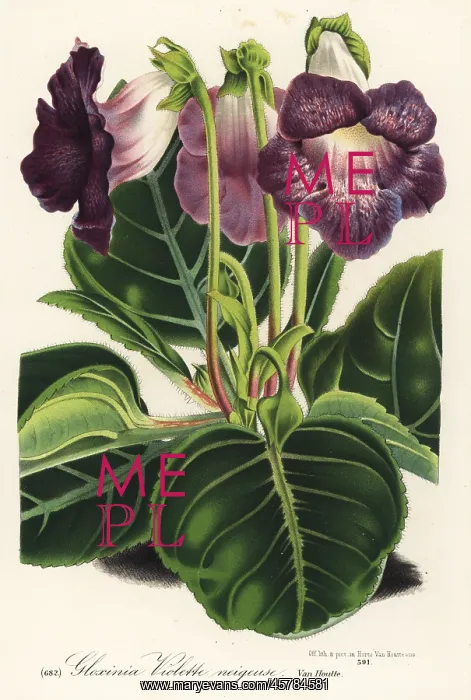 : Gloxinia variety, violette neigeuse, Sinningia speciosa : Gloxinia variety, violette neigeuse, Sinningia speciosa
