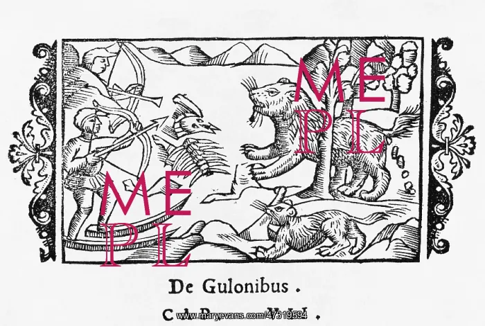 : Gluttonous Gulon : Gluttonous Gulon