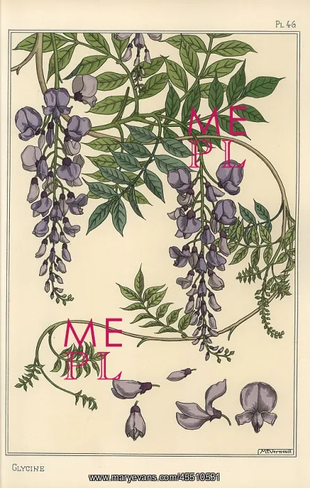 : Glycine botanical study : Glycine botanical study