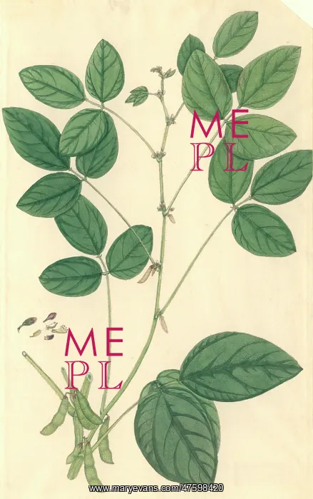 : Glycine max, soybean : Glycine max, soybean