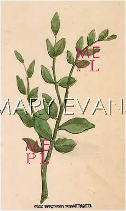  : GLYCYRRHIZA GLABRA