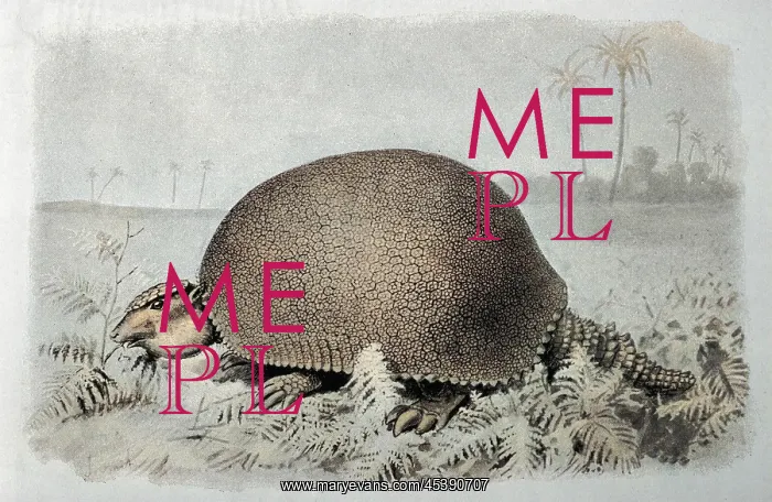 : GLYPTODON ASPER : GLYPTODON ASPER