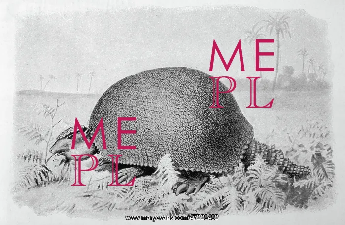 : GLYPTODON ASPER : GLYPTODON ASPER