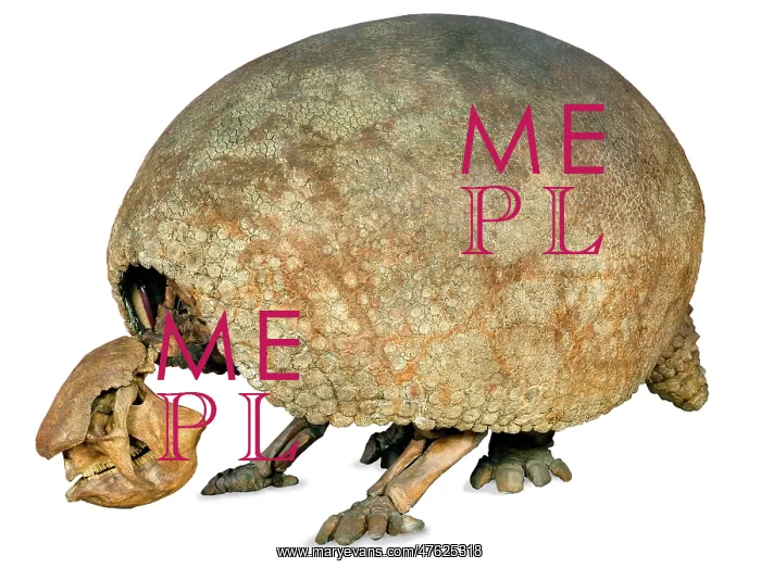 : Glyptodon claipes : Glyptodon claipes