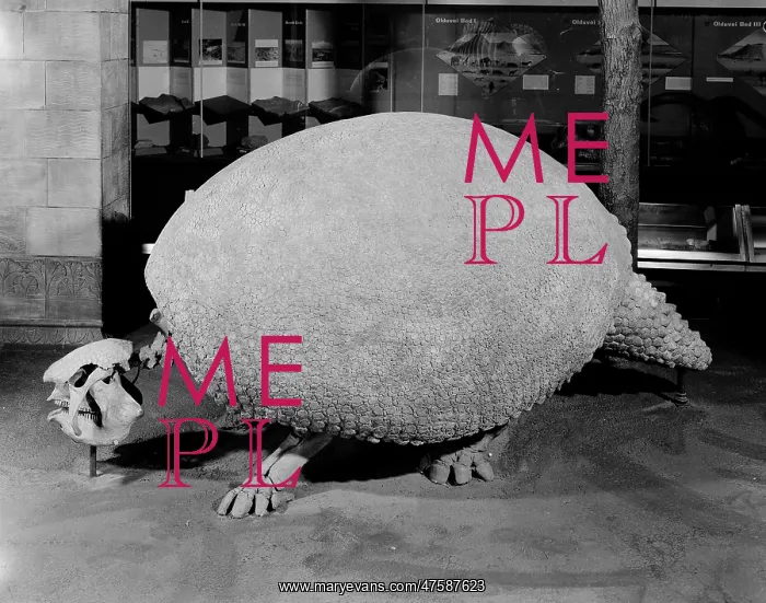 : Glyptodon, giant armadillo : Glyptodon, giant armadillo